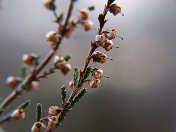 Close-up of flowers growing on plant