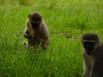 Monkey sitting on grass