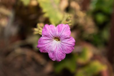 Close-up of pink flowering plant