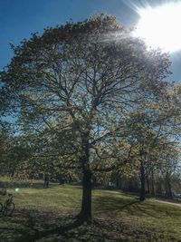 Sun shining through trees on grassy field