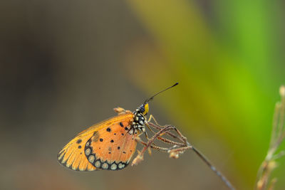 Beautiful yellow beetle in the garden,
beautiful wasp with background copy space text