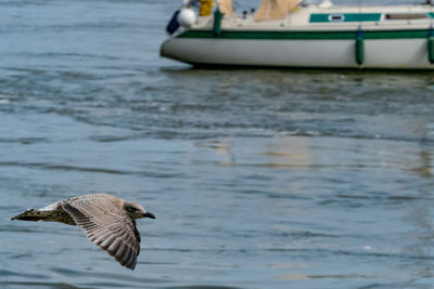 Close-up of bird flying over sea