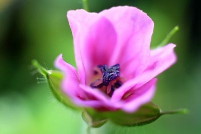 Close-up of bee pollinating on pink flower