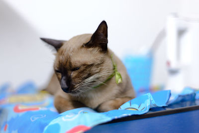 Close-up of a cat with eyes closed