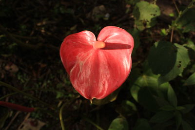 Close-up of red poppy blooming outdoors