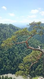 Scenic view of forest against sky