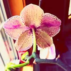 Close-up of flower in water