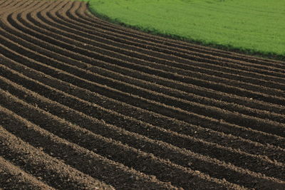 High angle view of rice field