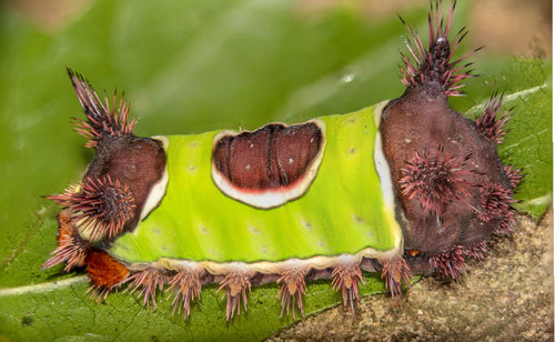 animal themes