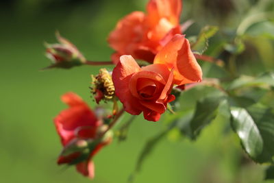 Close-up of red flowering plant