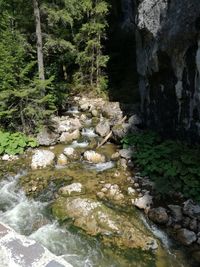 Stream flowing through forest