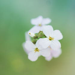 Close-up of white flowering plant