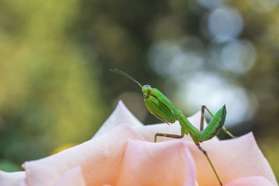 Close-up of insect on hand