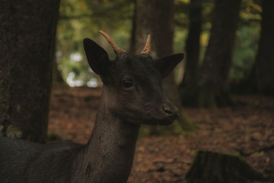 Close-up of deer in the forest