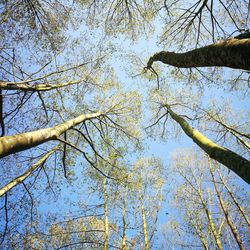 Low angle view of tree against sky