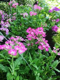High angle view of pink flowering plants