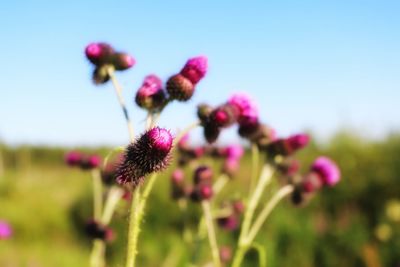 Close-up of pink flowering plant against sky