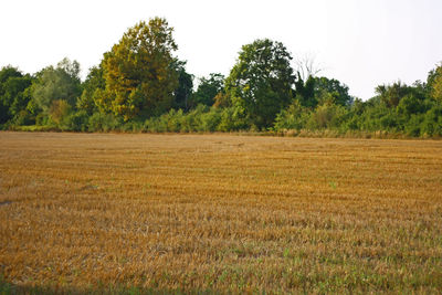 Scenic view of agricultural field against clear sky