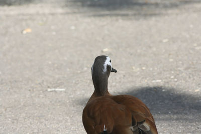 Close up of a white-faced whistling-duck facing away from the camera