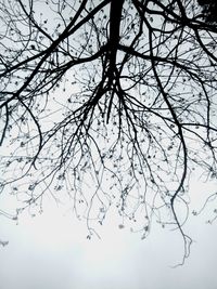 Low angle view of bare tree against sky