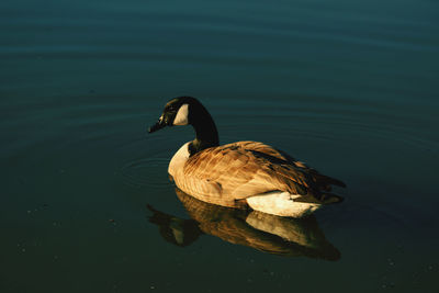 High angle view of duck swimming in lake