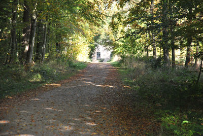 Pathway along trees in forest