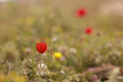 Close-up of red flowering plant on land