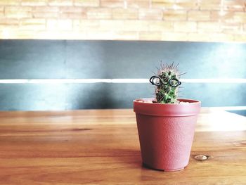 Close-up of potted plant on table