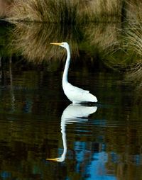 White duck in a lake