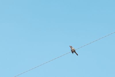 Low angle view of birds on rope against clear blue sky