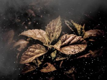 Close-up of raindrops on leaves