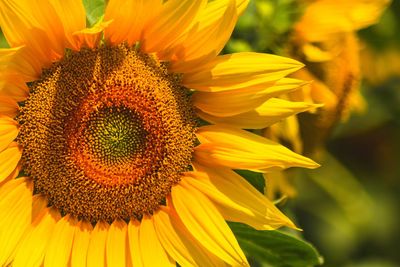 Close-up of sunflower