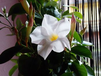 Close-up of white flowering plant