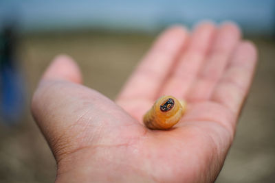 Close-up of hand holding small