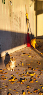 Sunlight falling on yellow footpath