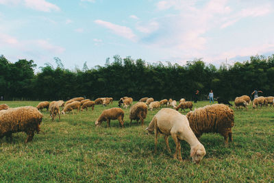 Flock of sheep on field