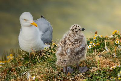 Close-up of bird on field