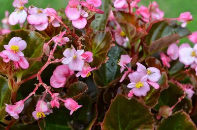 Close-up of pink flowering plant