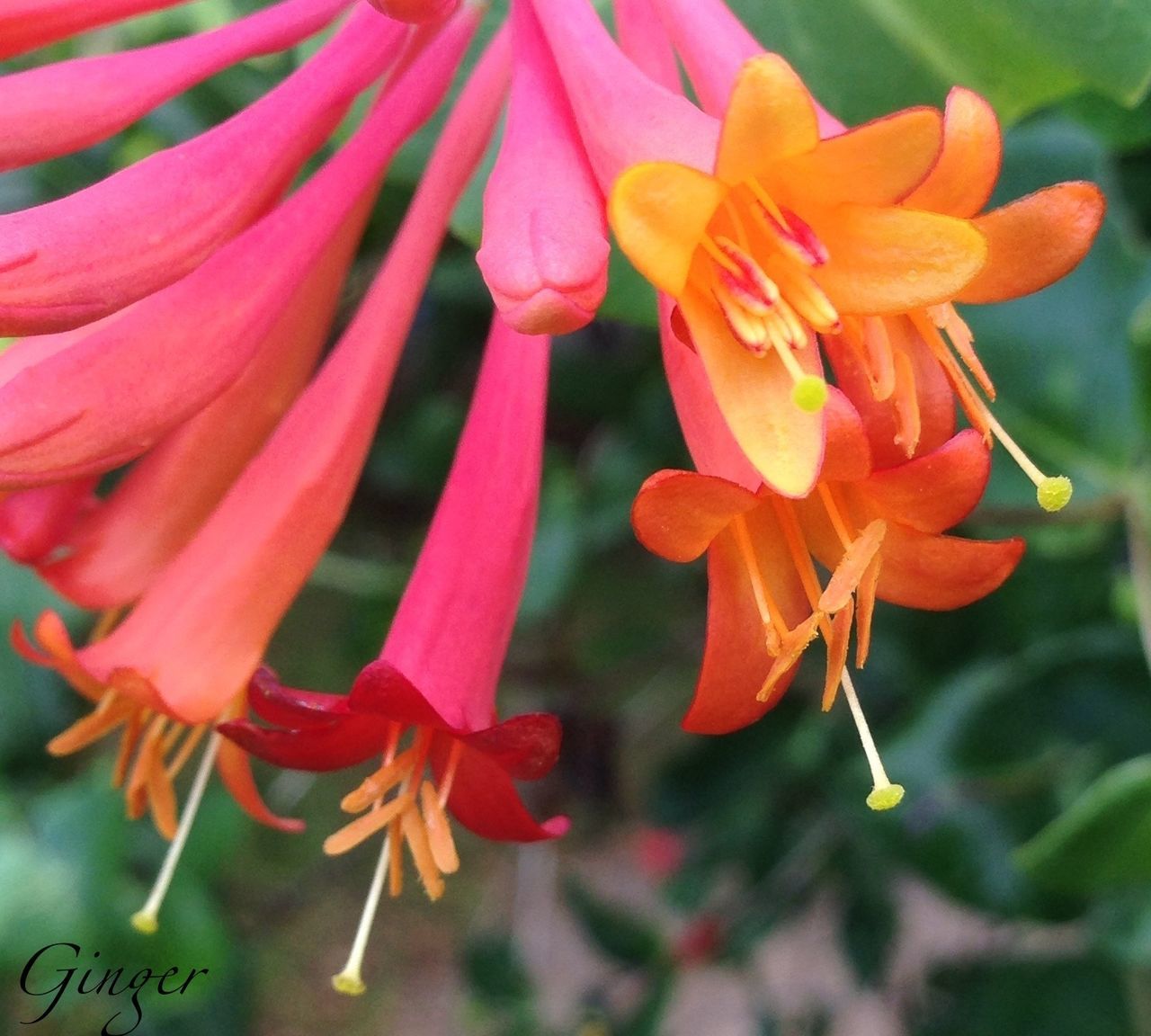 CLOSE-UP OF RED FLOWERS BLOOMING