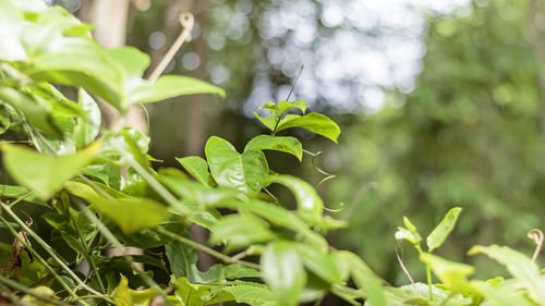 Close-up of raindrops on leaves