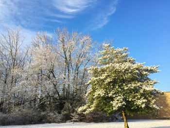 Scenic view of trees against sky