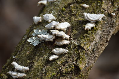 Close-up of mushrooms growing on tree trunk