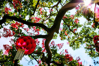 Low angle view of red flowers blooming on tree