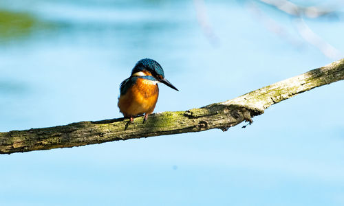 Close-up of bird perching on branch