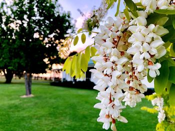 Close-up of white flowers in park