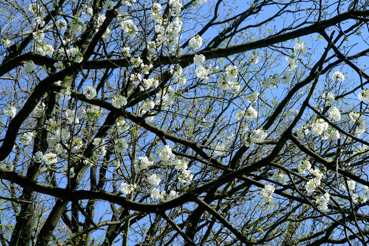 LOW ANGLE VIEW OF CHERRY BLOSSOM AGAINST SKY