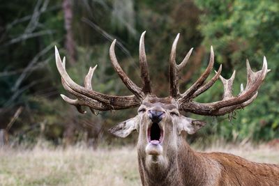 Deer in a field
