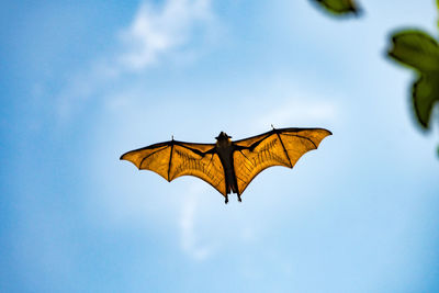 Low angle view of butterfly flying against blue sky