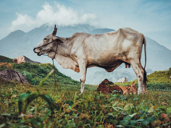 Cow standing on field against sky