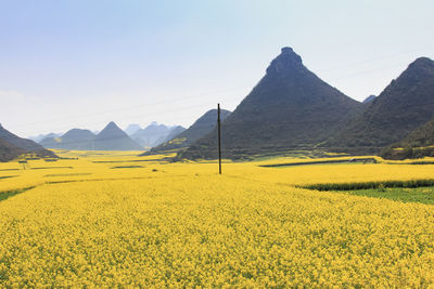 View of flowers growing in field